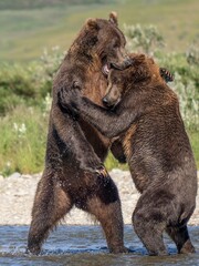 Obraz premium Brown bear fishing hunting