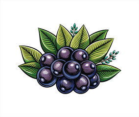 illustration of a branch of grapes with leaves