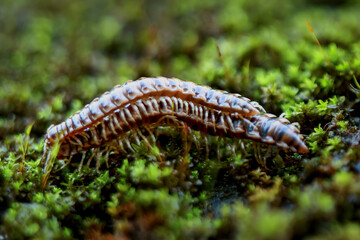 Macro shot of two millipedes mating on a bed of green moss. The segmented bodies of millipedes intertwine during the act of reproduction. Taiwan