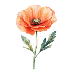 Poppy botanical watercolor clip art isolated on white background