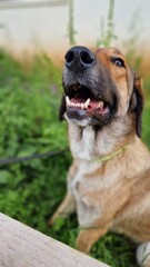 Belgian Malinois and German Shepherd Mix with Nose Up