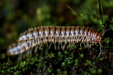 Macro shot of two millipedes mating on a bed of green moss. The segmented bodies of millipedes...