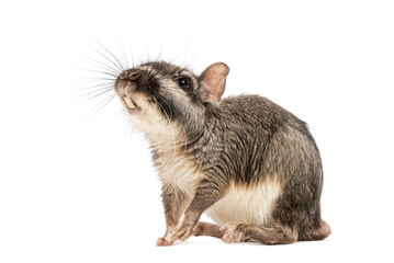 Plains viscacha Lagostomus maximus, looking at the camera, isolated on white