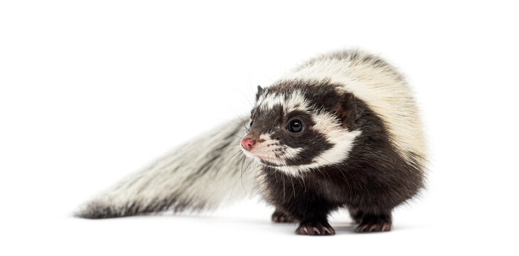 Saharan striped polecat, Ictonyx libycus, isolated on white
