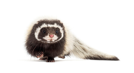 Fototapeta premium Saharan striped polecat, Ictonyx libycus, walking towards the camera isolated on white