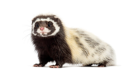 Side view of Saharan striped polecat, Ictonyx libycus, isolated on white
