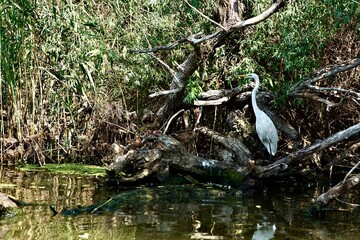 The great Egret of Danube
