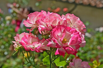 I giardini, i fiori e le rose dell'Eremo francescano di Camaldoli - Arezzo, Foreste del Casentino