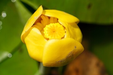 Rare Yellow Water Lily of Danube