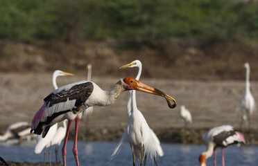 Painted Stork a Colourful large Wader and Wetland bird found in the Riverbed of Porbandar GUjarat India