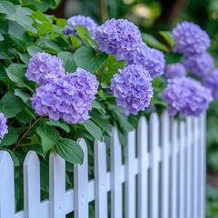 Obraz premium White picket fence with blooming hydrangeas in a cottage garden