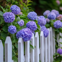 Obraz premium White picket fence with blooming hydrangeas in a cottage garden