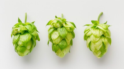 Fresh hop cones arranged neatly. These green hops are essential in brewing beer. Perfect for food lovers and craft beer enthusiasts. Ideal for product displays and natural photography. AI
