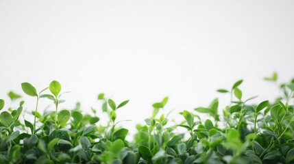 Fototapeta premium Out-of-Focus Plants in the Foreground with a Crisp White Background, Creating a Soft and Elegant Visual Contrast