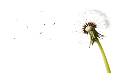 White dandelion seed head with seeds blowing away in the wind isolated on transparent background

