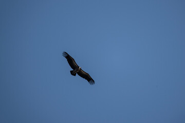 griffon vulture hunting in natural conditions in summer on the island of Crete in Greece