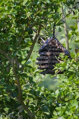 A huge Vespa honeycomb hangs on a branch, surrounded by green leaves. The honeycomb is oval and brown in color, and many hornet bees can be seen flying around. Taiwan.