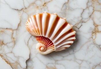Seashell are beautiful, used as decorations, have patterns and colors.