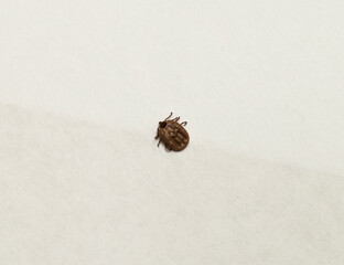 Ixodes ricinus, the castor bean tick, is a chiefly European species of hard-bodied tick. Female.