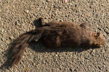 Obraz premium Black squirrels are a melanistic subgroup of squirrels with black coloration on their fur.(Sciurus vulgaris). An animal hit by a car on the road.