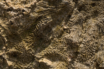 Fossil corals of the Red Sea. Ancient creatures, turned into stone. Reef corals.