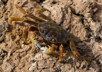 Grapsus albolineatus is a species of decapod crustacean in the family Grapsidae. Crab, on a reef rock. Fauna of the Sinai Peninsula.