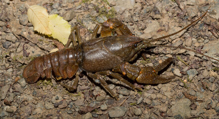 Astacus astacus, the European, noble, or broad-fingered crayfish. A female arthropod.