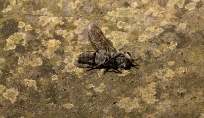Haematopota pluvialis, the common horse fly or notch-horned cleg fly, family Tabanidae.