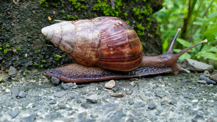 A large African giant snail (Achatina fulica) is slowly moving across a concrete surface. Its brown shell is spiraled and its body is a lighter brown color. Wulai, Taiwan.