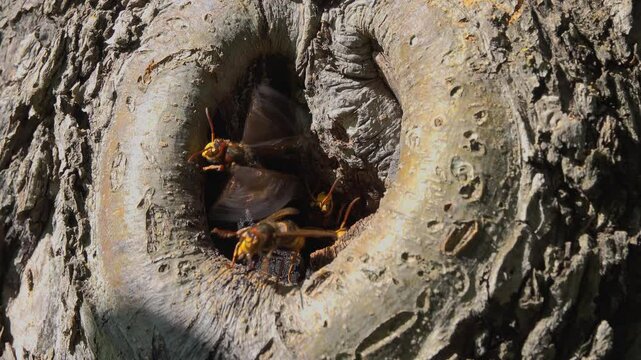 Guarding a hornet nest in a tree hollow.