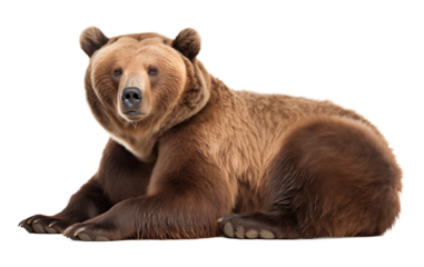 Bear Resting Isolated on Transparent Background PNG
