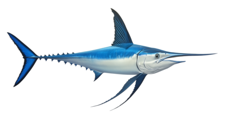 Blue Marlin Fish Isolated on Transparent Background PNG
