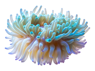 Sea Anemone Isolated on Transparent Background PNG
