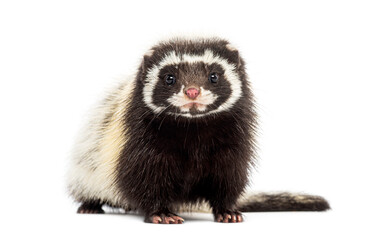 Saharan striped polecat, Ictonyx libycus, facing and looking at the camera, isolated on white