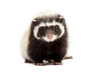 Saharan striped polecat, Ictonyx libycus, facing and looking at the camera