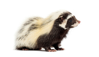 Side view of Saharan striped polecat, Ictonyx libycus, isolated on white
