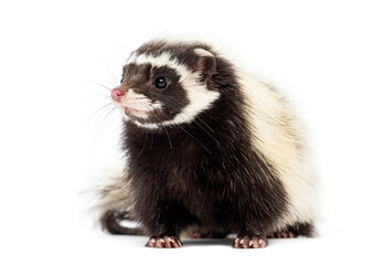 Fototapeta premium Saharan striped polecat, Ictonyx libycus, isolated on white