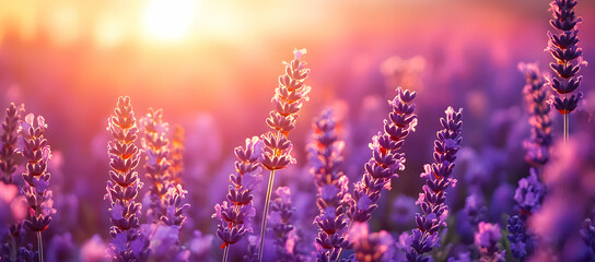 Obraz premium Serene lavender field bathed in golden sunlight, creating a tranquil and picturesque scene that evokes calm and relaxation.