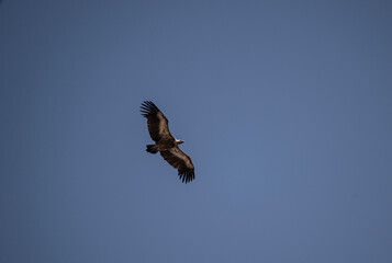 griffon vulture hunting in natural conditions in summer on the island of Crete in Greece