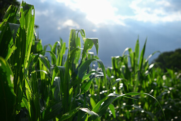 Fototapeta premium A vast green cornfield stretches under a bright blue sky with fluffy clouds, representing a peaceful rural landscape in the heart of summer.