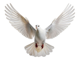 On PNG, a white dove of peace in flight