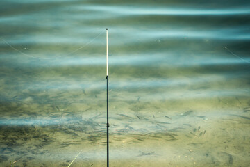 a lot of little scardinius fish in the lake