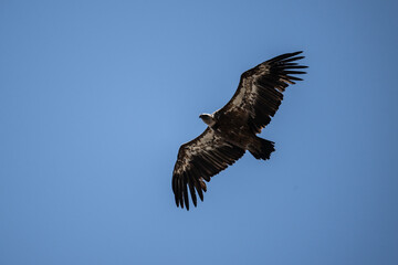 griffon vulture hunting in natural conditions in summer on the island of Crete in Greece