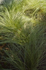 Woodland long grass in the wind, both shaded and in the sun,  background, wallpaper texture, close up, 