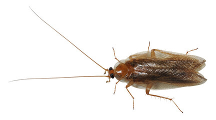 German Cockroach (Blattella germanica), isolated on transparent background