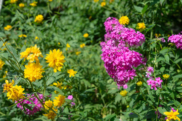 Obraz premium yellow and pink flowers in a summer garden