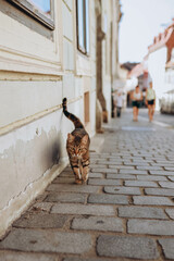 Wild cat roams Zagreb's streets, Croatia. Urban jungle, feline explorer, cobblestone pathways, twilight hues, cityscape contrast, ancient buildings, wild grace, urban wilderness, enigmatic presence, s