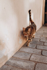 Wild cat roams Zagreb's streets, Croatia. Urban jungle, feline explorer, cobblestone pathways, twilight hues, cityscape contrast, ancient buildings, wild grace, urban wilderness, enigmatic presence, s