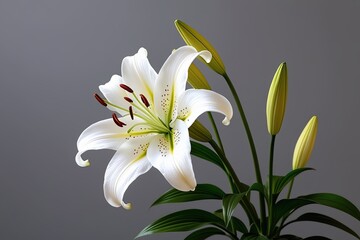 Obraz premium Elegant White Lily Blooming on Soft Gray Background