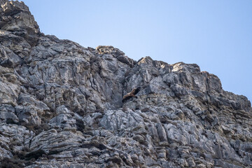 griffon vulture hunting in natural conditions in summer on the island of Crete in Greece